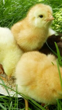 Small newborn chicks pecking millet grains from a plate on a green meadow. Concept of poultry farming, animal care, and early growth. Rural life, agriculture, and natural feeding of young birds.