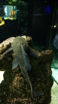 Armored catfish resting on rock in aquarium tank underwater freshwater fish scene
