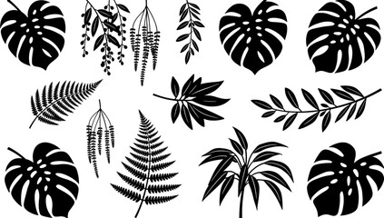 A striking black and white image of a monstera leaf, creating a bold and modern aesthetic. Ideal for backgrounds, website design, or tropical-themed p © tordi