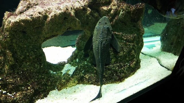 Armored catfish resting on rock in aquarium tank underwater freshwater fish scene