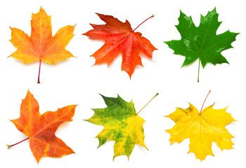Fototapeta premium Collection yellow, green, orange and red maple leaf isolated on white background. Autumn, falling foliage. Flat lay, top view, creative concept