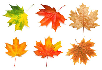 Fototapeta premium Collection yellow, green, orange and red maple leaf isolated on white background. Autumn, falling foliage. Flat lay, top view, creative concept