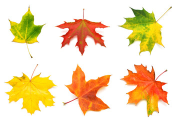 Fototapeta premium Collection yellow, green, orange and red maple leaf isolated on white background. Autumn, falling foliage. Flat lay, top view, creative concept