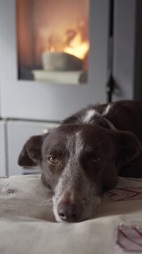 **Vertical video portrait of a relaxed dog resting on a sofa with a content expression. A warm stove glows softly in the background, creating a cozy, intimate atmosphere.**