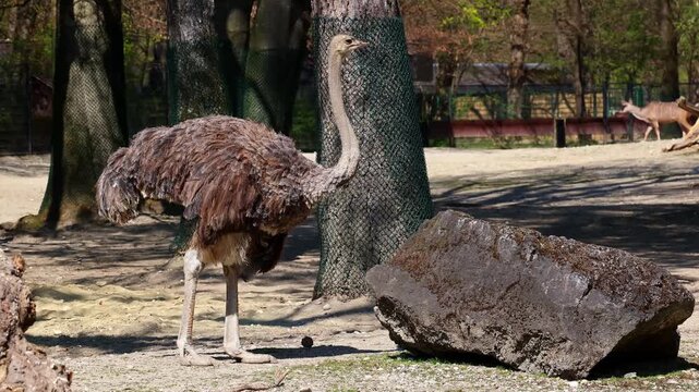 The common ostrich, Struthio camelus, or simply ostrich, is a species of large flightless birds native to Africa. It is one of two extant species of ostriches