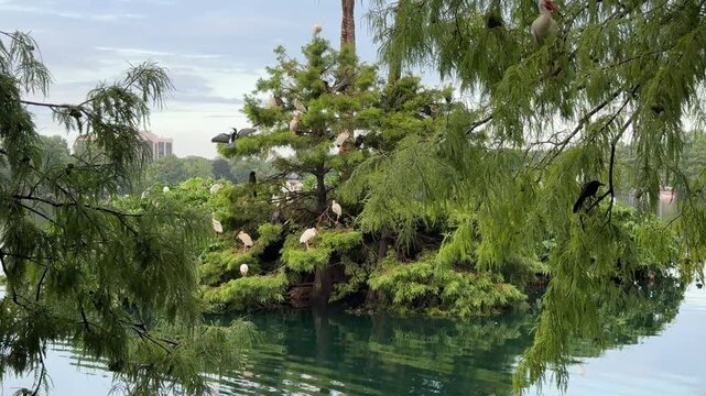 Numerous white birds are perched among the green needles and branches of a tree growing directly from the water. The calm surface of the lake reflects the surrounding greenery and distant urban