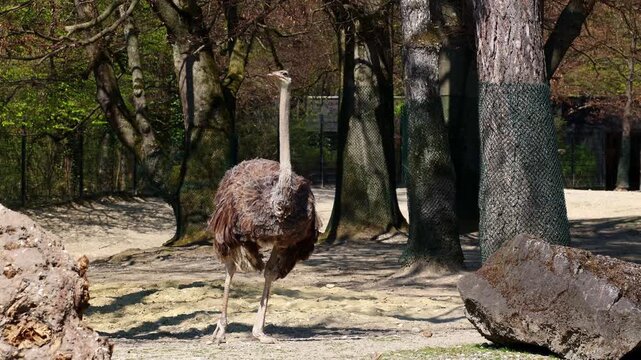 The common ostrich, Struthio camelus, or simply ostrich, is a species of large flightless birds native to Africa. It is one of two extant species of ostriches