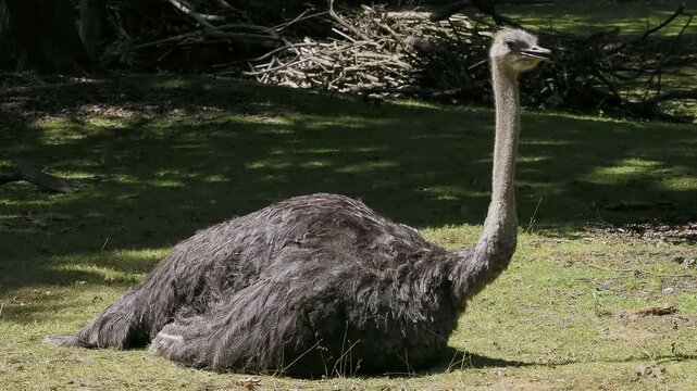 The common ostrich, Struthio camelus, or simply ostrich, is a species of large flightless birds native to Africa. It is one of two extant species of ostriches