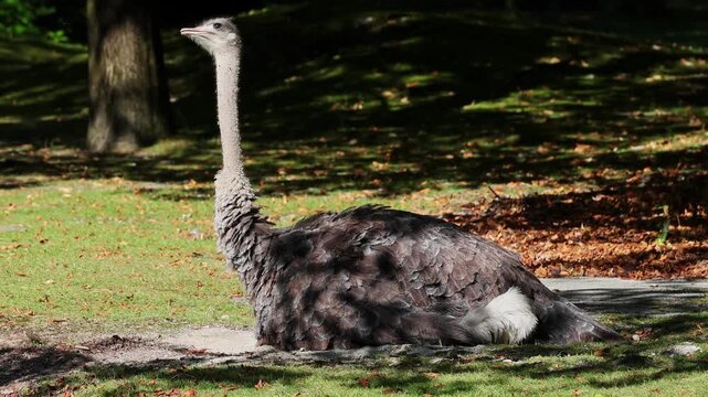 The common ostrich, Struthio camelus, or simply ostrich, is a species of large flightless birds native to Africa. It is one of two extant species of ostriches