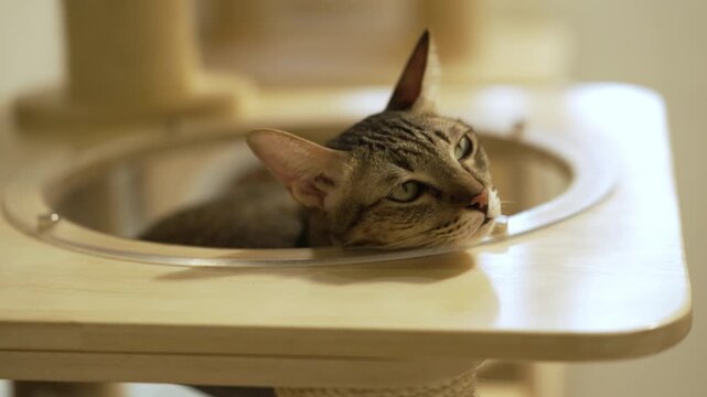 Domestic tabby cat resting on a modern wooden cat climber, cat tree tower