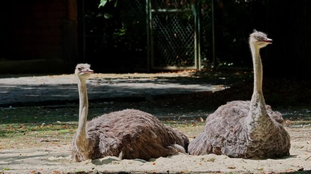 The common ostrich, Struthio camelus, or simply ostrich, is a species of large flightless birds native to Africa. It is one of two extant species of ostriches