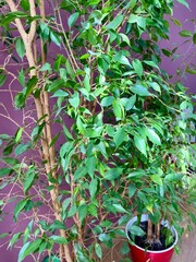 Obraz premium Close up green leaves of Ficus benjamina