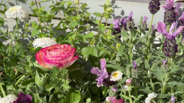 Colorful flowerbed with pink and white ranunculus and French lavender in bloom