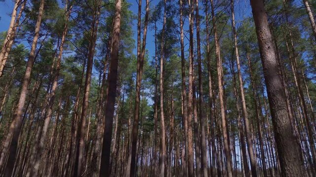 Flight through dense evergreen forest with close trunks long shadows and clear sky seen between tree tops
