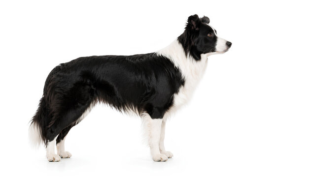 Border Collie Side Profile Standing on White Background