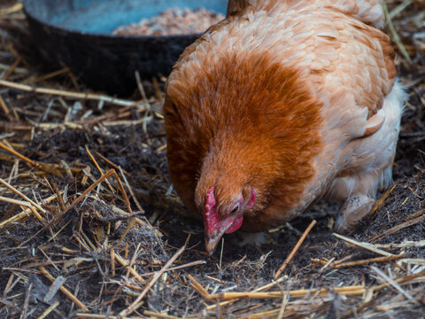 Close-up of a red hen foraging on a rural farm floor 