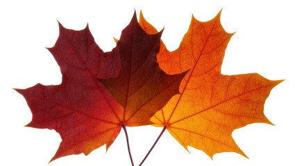 Fototapeta premium Three colorful maple leaves in red and orange hues, isolated on transparent background