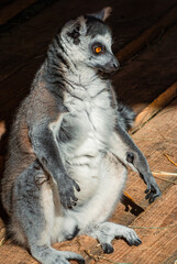 Fototapeta premium Ring-tailed lemur with striking orange eyes 