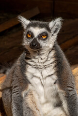 Fototapeta premium Calm ring‑tailed lemur resting quietly with sunlight illuminating its grey fur
