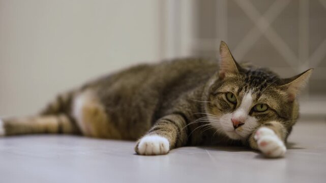 Domestic tabby cat resting on the floor at home