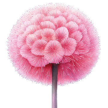 Calliandra Flower, watercolor clipart vector, isolated on a white background.