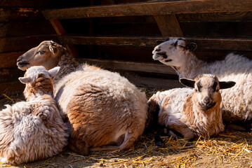 Naklejka premium Family of fluffy sheep resting together on dry straw inside a rustic barn 
