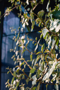 Delicate green leaves catching the sun with a geometric glasshouse backdrop