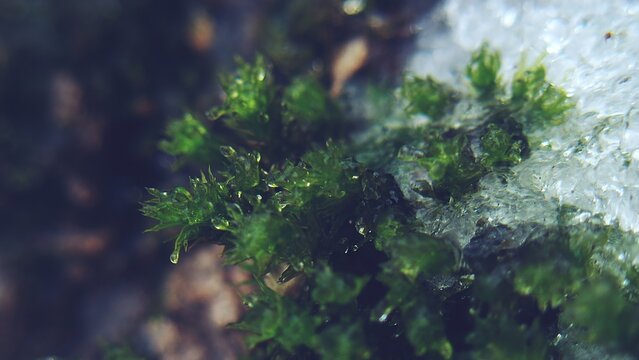 Ice and moss &mdash; a close-up study of winter yielding to green life 