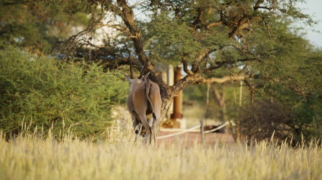 Two male gemsbok antelopes playfully sparring in wild grasslands of Africa's Namib desert, powerful horns clashing as they engage in a ritualistic dominance attitude