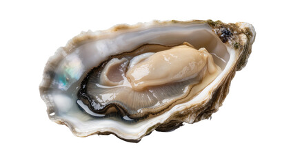 Freshly opened oyster with plump meat and iridescent shell, isolated on transparent background © Luke