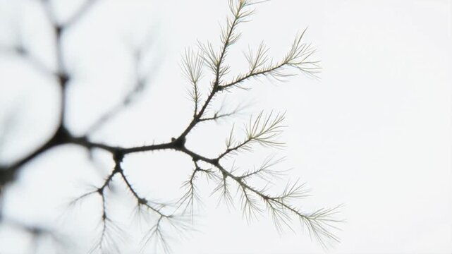 Delicate bare tree branch silhouette against bright sky, gentle sway