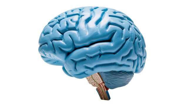 Blue human brain model with cerebellum and brainstem, isolated on transparent background