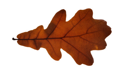 Fototapeta premium Brown oak leaf with visible veins, isolated on transparent background