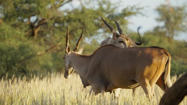 Pair of eland antelopes with spiral horns affectionately touching and grazing on sunlit golden grass of Namibian savanna, showcasing wildlife behavior