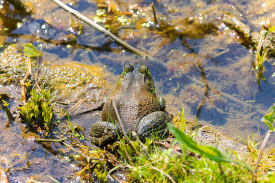 The American bullfrog (Lithobates catesbeianus), often simply known as the bullfrog in Canada and the United States, is a large true frog native to eastern North America.