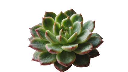 Fototapeta premium Green succulent plant with red-tipped leaves, isolated on transparent background