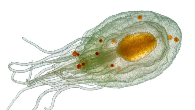 Microscopic organism with flagella and internal structures, isolated on transparent background