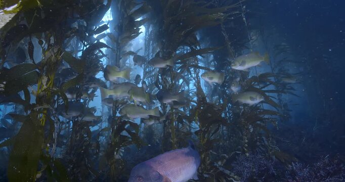Swimming up to congregation of opaleye in kelp.