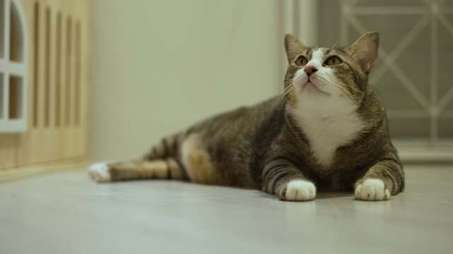 domestic tabby cat with mouth open looking up while lying on the floor at home