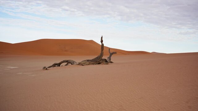 Dead camel thorn tree lying on arid ground of the Namib Desert with iconic orange sand dunes of Sossusvlei and a partially overcast sky background