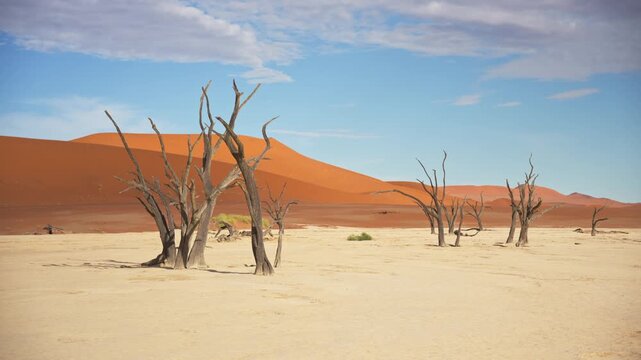 Iconic dead camel thorn trees dotting surreal landscape of Deadvlei in the Sossusvlei salt pan, with giant orange sand dunes rising under clear blue sky in Namibia
