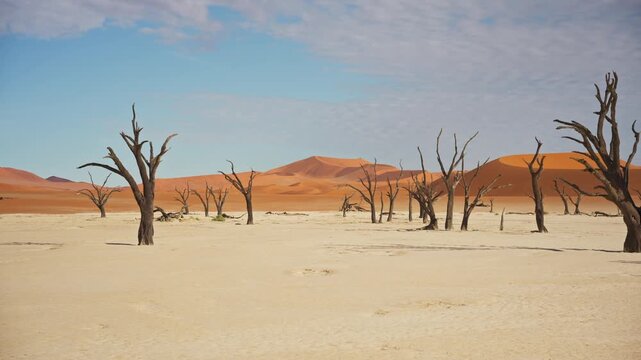 Petrified acacia trees standing in dry clay pan of Deadvlei, surrounded by towering red sand dunes in Namib Naukluft National Park under vast blue sky in Namibia