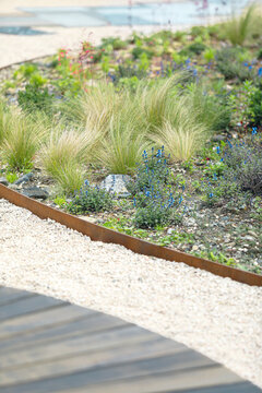 Modern garden landscaping with drought tolerant perennials and feathery ornamental grasses, blue blooms and rustic corten steel edging on light gravel beside a wooden deck