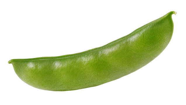 Single green lima bean pod fresh and ripe, isolated on transparent background