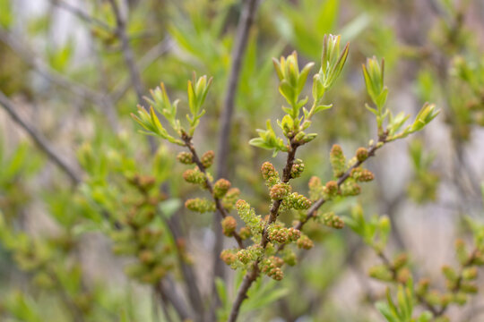 Myrica pensylvanica, northern bayberry or Morella pensylvanica spring buds and young leaves