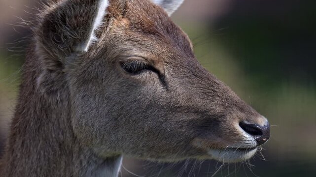Two fallow deer on grassy field with one large antlered buck and younger animal captured in slow motion with detailed coat patterns