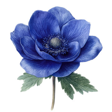 watercolor vector of Anemone Flower, isolated on a white background.