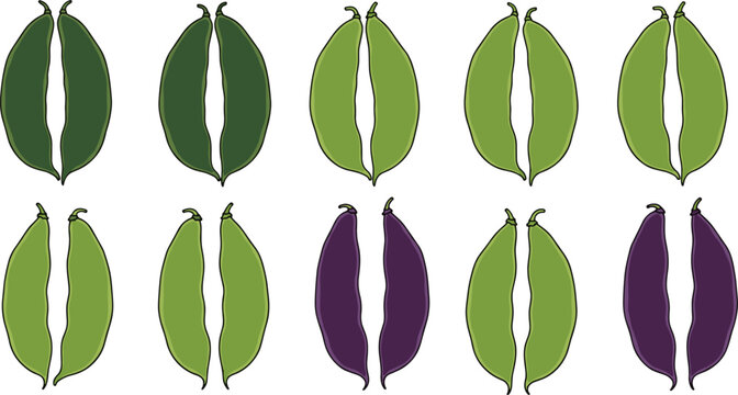 Set of Fresh Hyacinth Bean Illustrations Featuring Raw Green and Purple Pods for Healthy Nutrition Traditional Cuisine and Agricultural Graphic Design Projects
