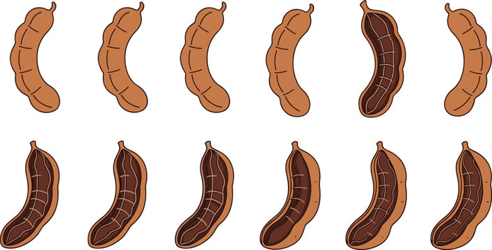 Set of Fresh Tamarind Illustrations Featuring Whole Brown Pods and Open Shells with Tangy Pulp for Healthy Nutrition Culinary Arts and Tropical Agricultural Graphic Designs
