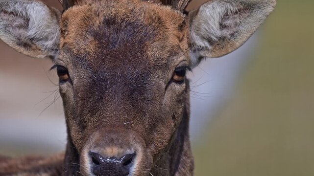 Detailed slow motion shot of fallow deer on meadow with large antlers and spotted fur highlighted by sunlight